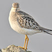 Buff-breasted Sandpiper